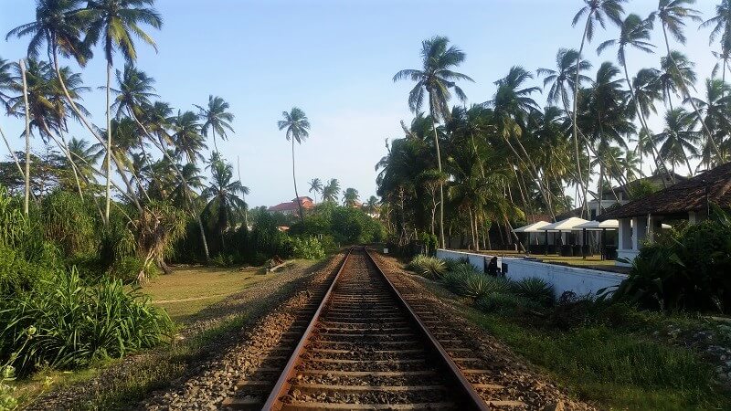 Train track running through palm trees 