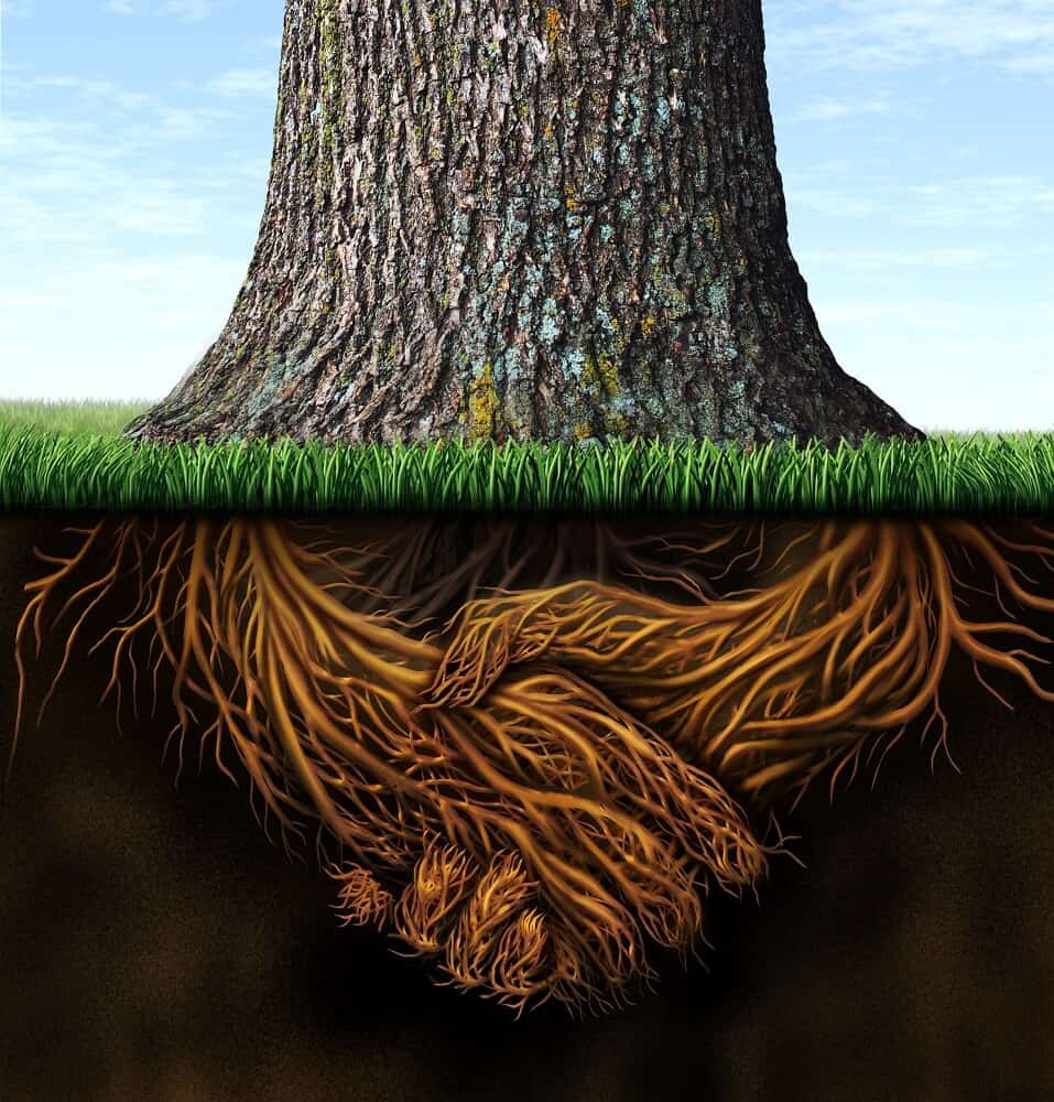 Image of a tree trunk with roots intermingled into holding hands 