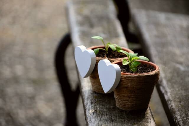Two plants in pots with big hearts on the side 