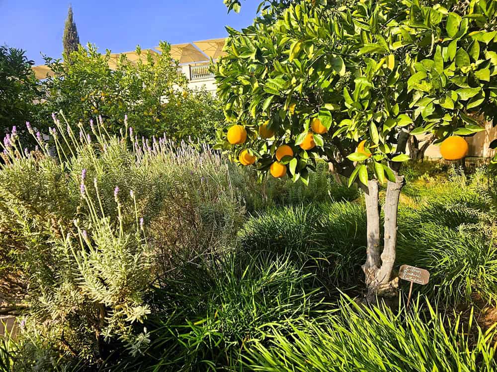 orange trees and lavender 