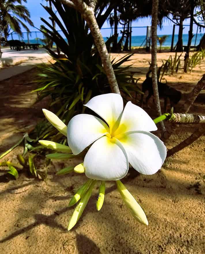 A frangipani flower in the Nature Lanka gardens 