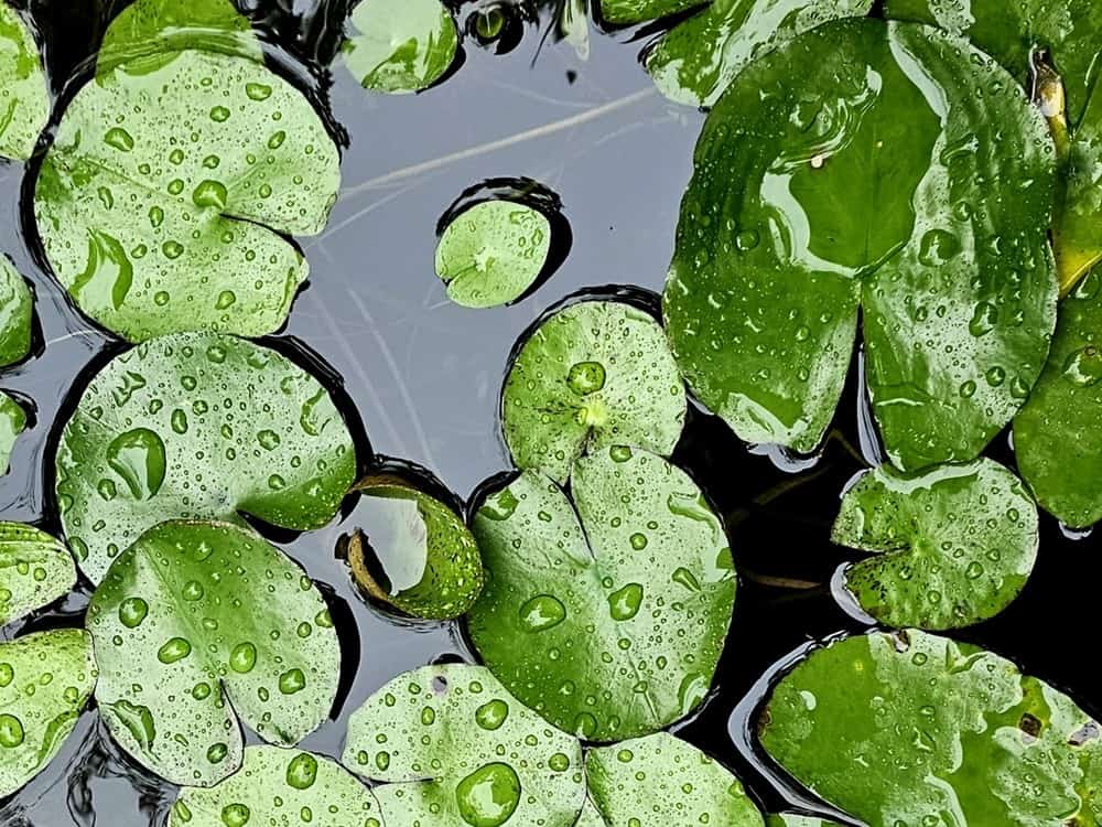 a photo of lily pad leaves floating in water 