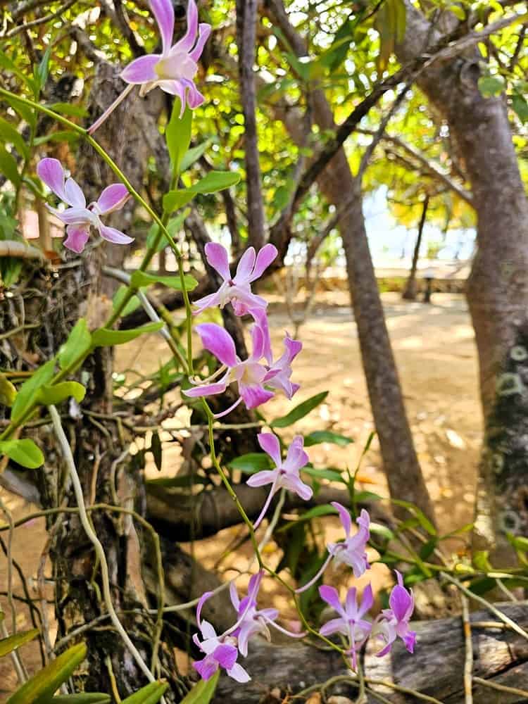 an orchid growing naturally in Nature Lanka gardens