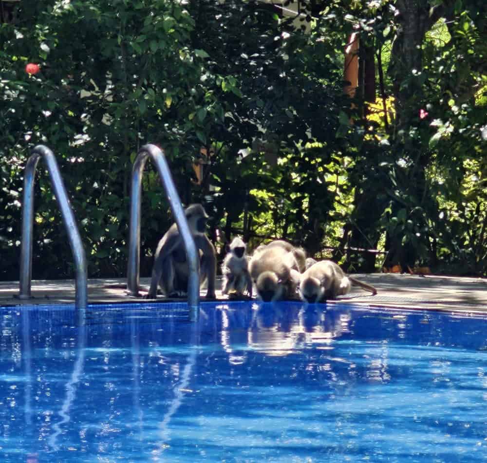 monkeys having a drink out of the pool at Nature Lanka Ayurvedic Resort