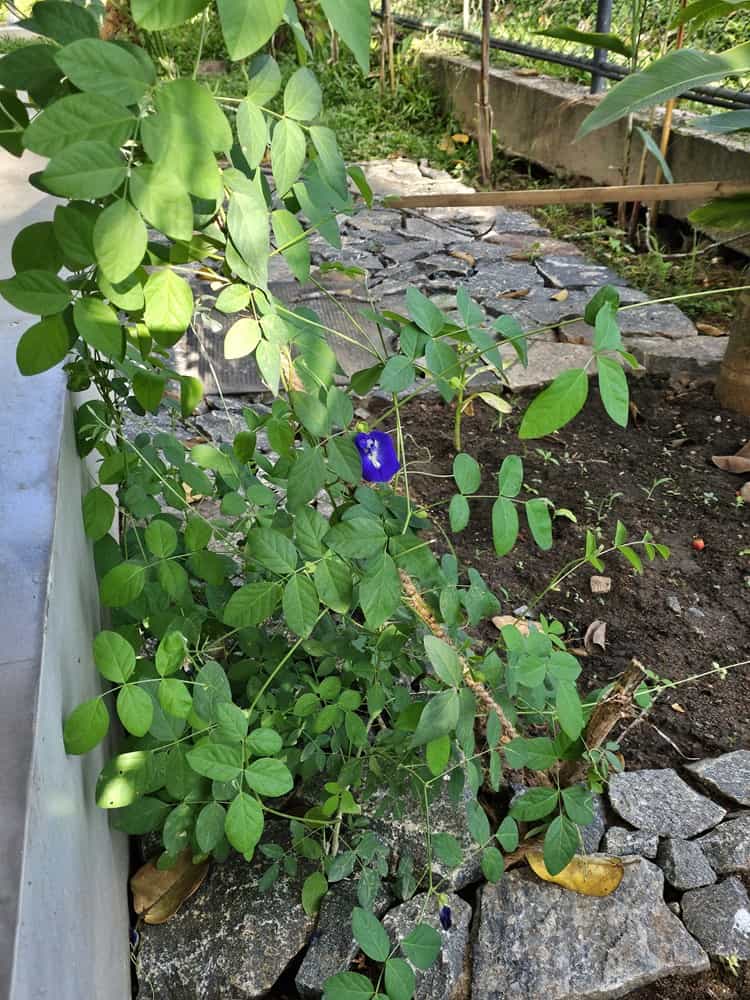 kitchen garden of Pure Nature Cabana