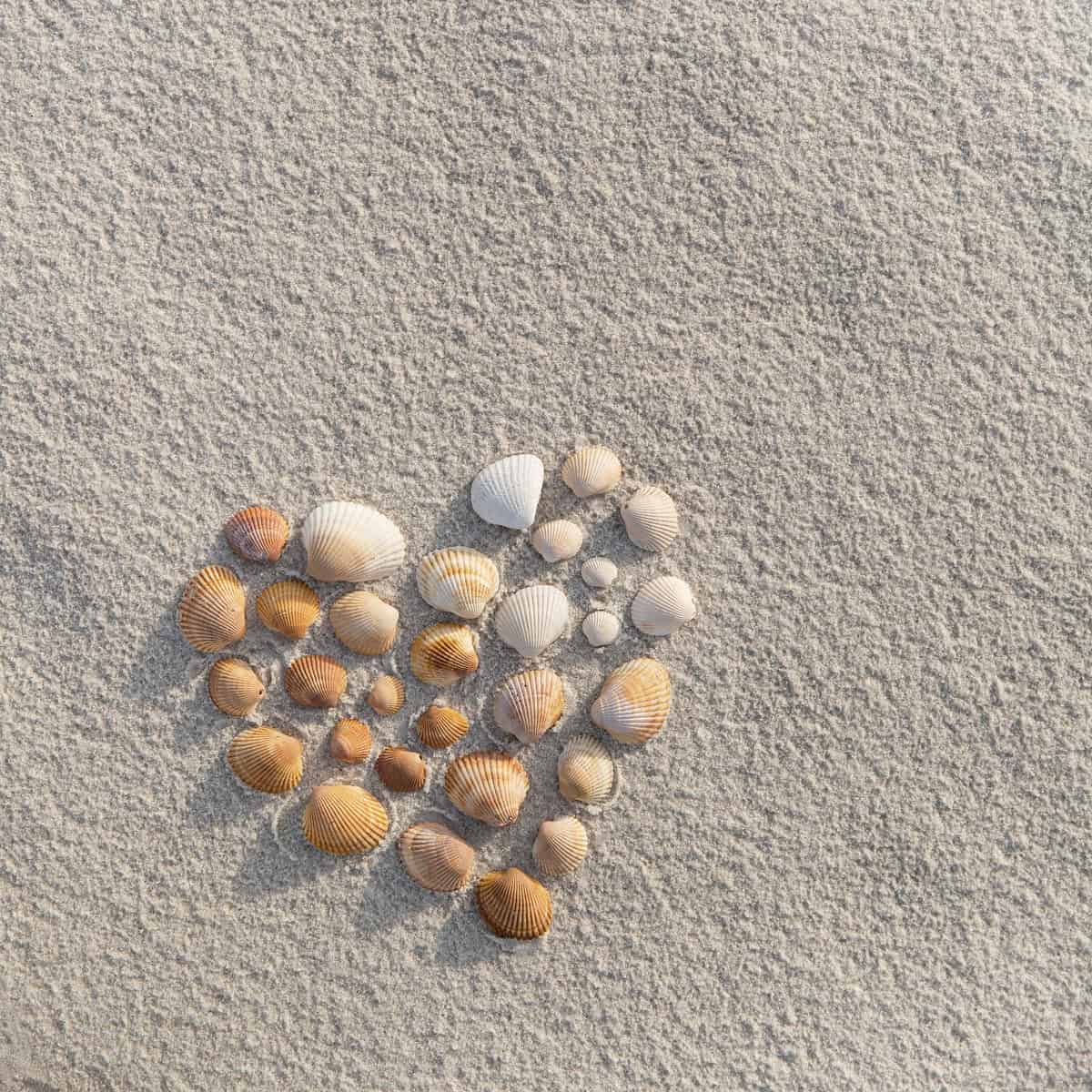 An image of a heart made of shells in the sand