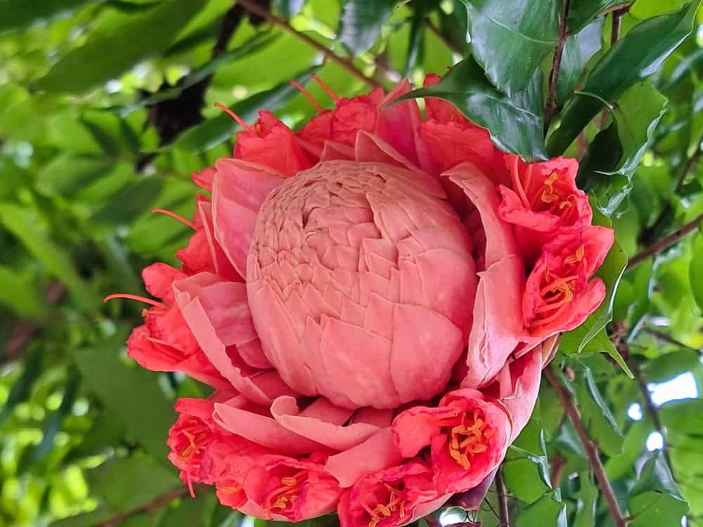 a large pink tropical flower 