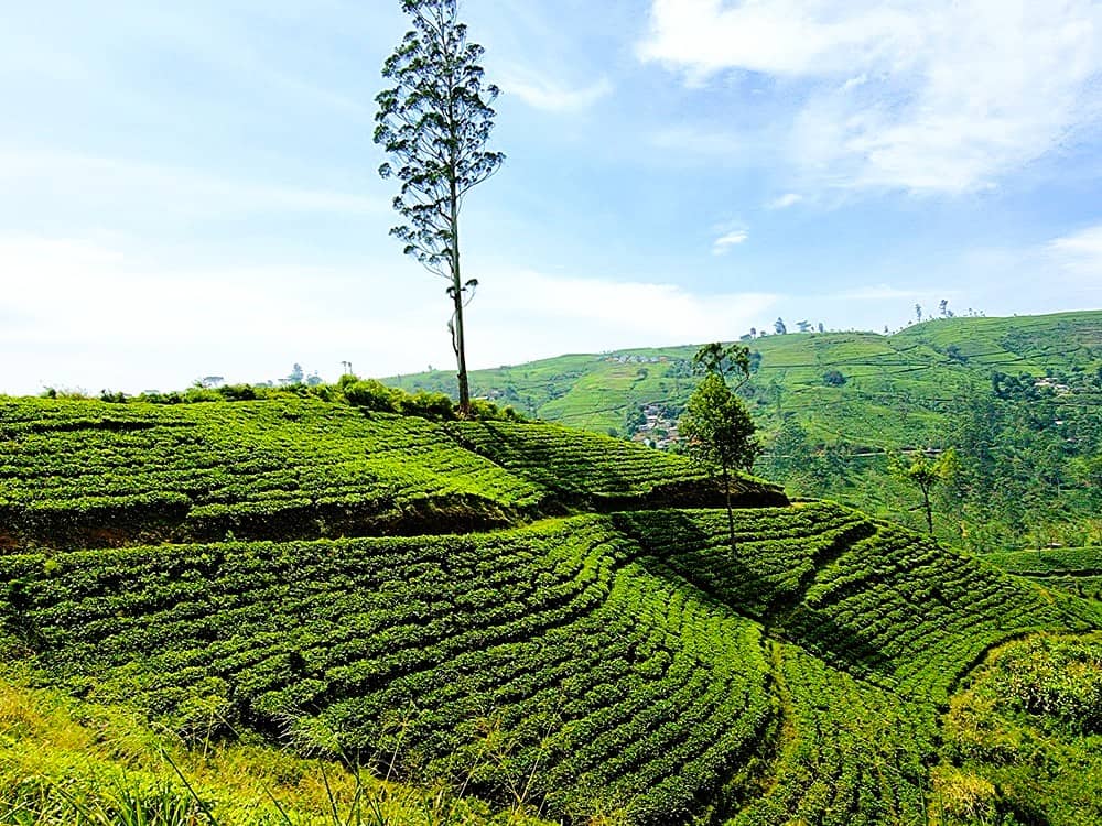 Rows of tea plantations in the Centra Highlands 
