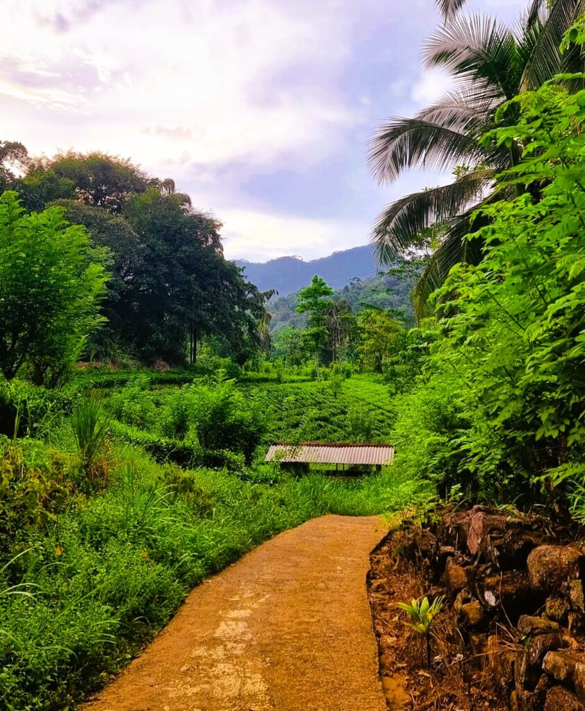 a path leading through verdant green trees and tea plantations 