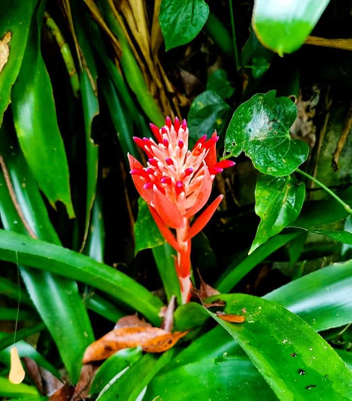 A pink fresh flower in Penang Spice Garden 
