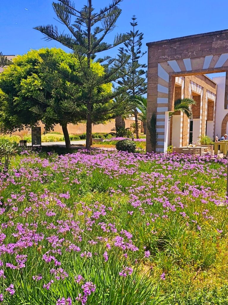 purple flowers in bloom in Essaouira next to Koozina cafe  