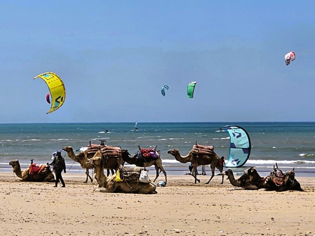 camels on the beach at Essaouira 