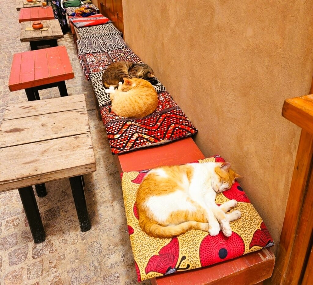 cats on coloured cushions at a cafe in Essaouira