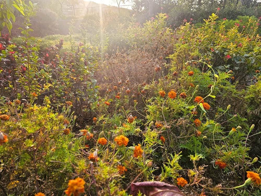 Marigold flowers at Nirvana Naturopathy Retreat and Hospital