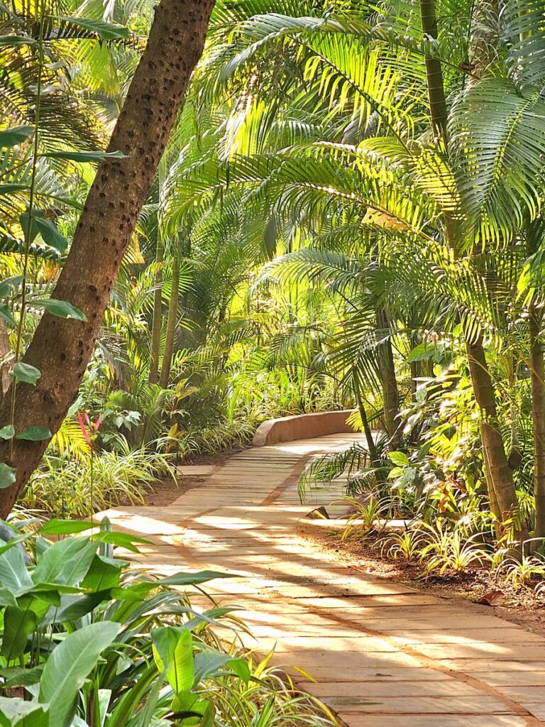 a pathway and trees at at Ashiyana Yoga Retreat in Goa, India 