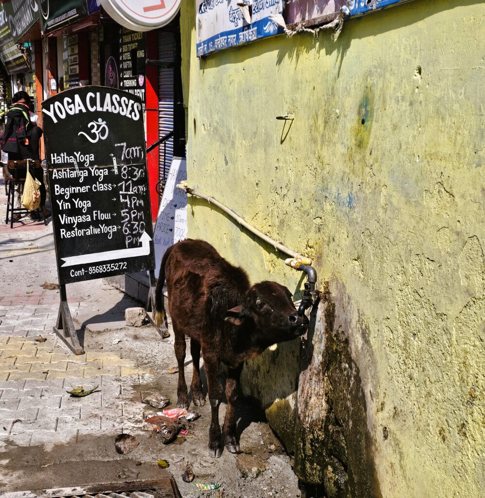 a calf drinking water from a tap next to to a yoga sign