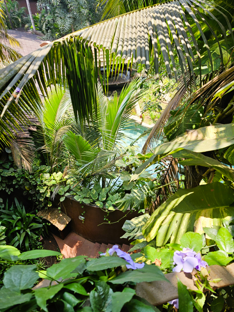 shows a pool hidden by plants at Ashiyana Yoga Retreat in Goa, India 