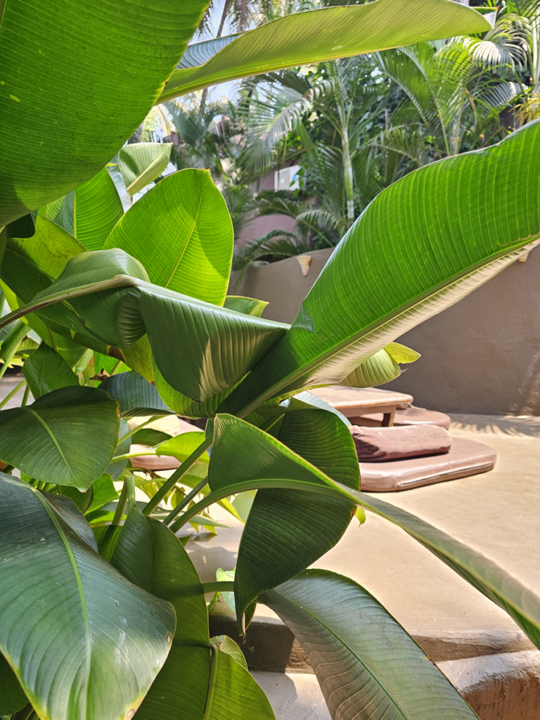 plant hiding a seating area at Ashiyana Yoga Retreat in Goa, India 