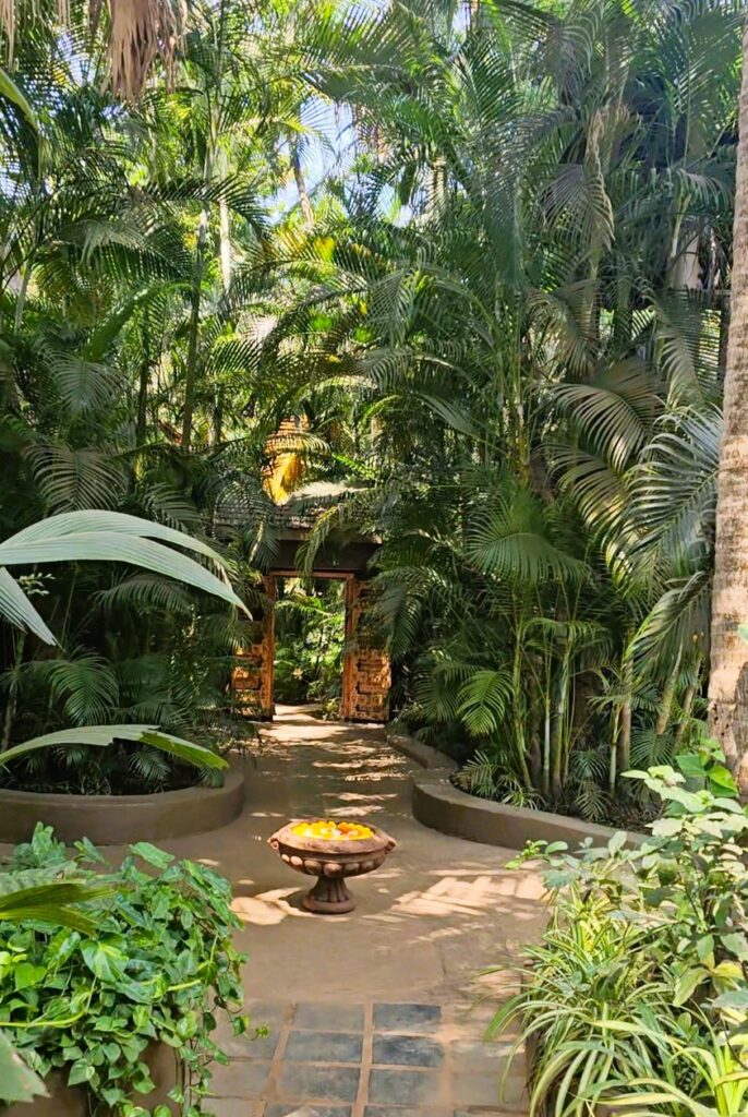 palm fringed pathway at Ashiyana Yoga Retreat in Goa, India 