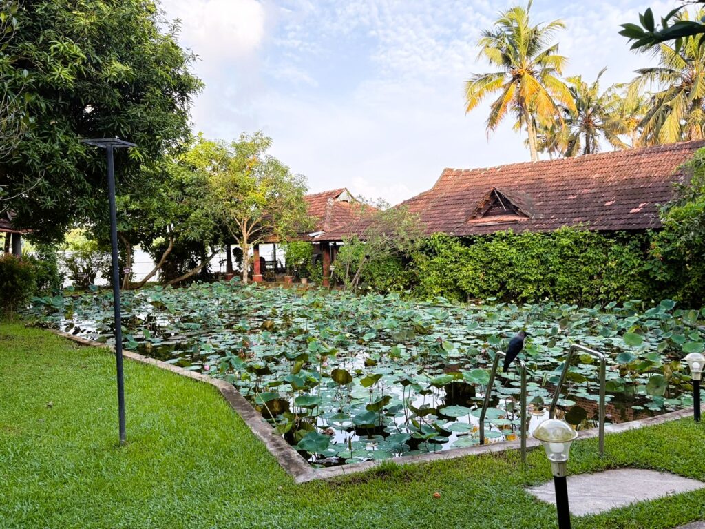 lotus pond at Akanta Ayurveda & Yoga Resort here