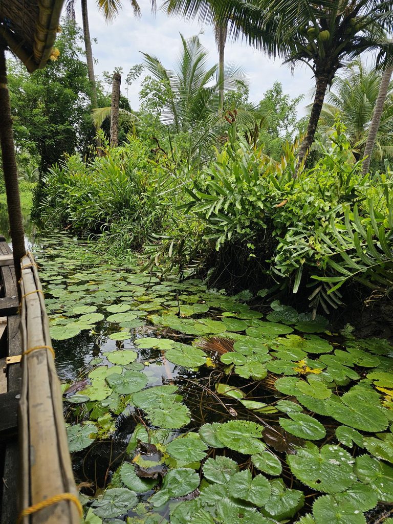lily pads on eco backwaters cruise in Kerala