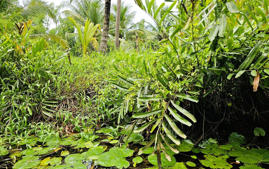 green lily pads and plants seen from my eco backwaters cruise in Kerala