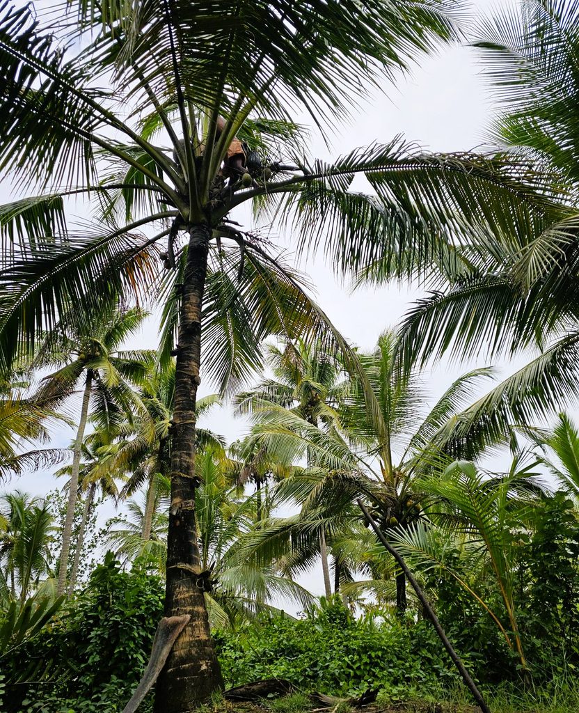palm tree with a man at the the top tapping for a local alcoholic drink - see as part of eco backwaters cruise in Kerala