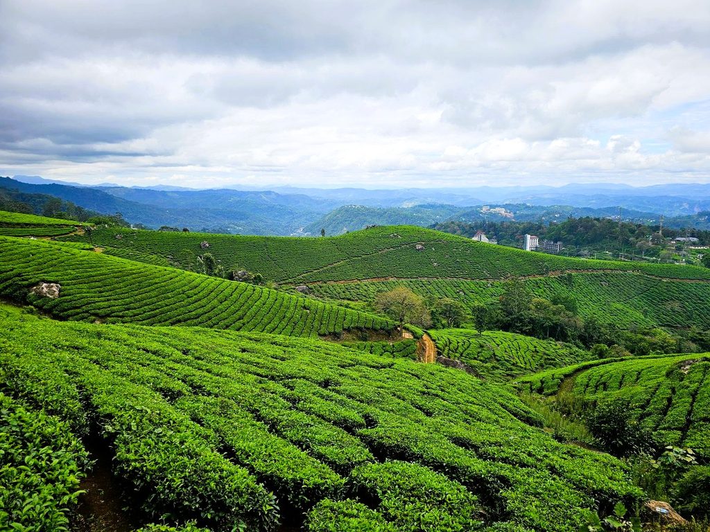 a view of tea plantations in Munnar
