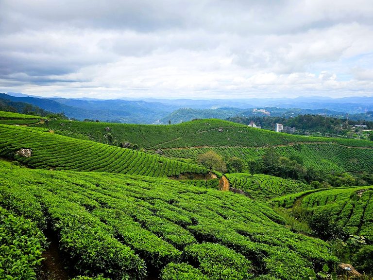 Munnar to Thekkady in 6 nights: 3 Very Different Kerala Stays
