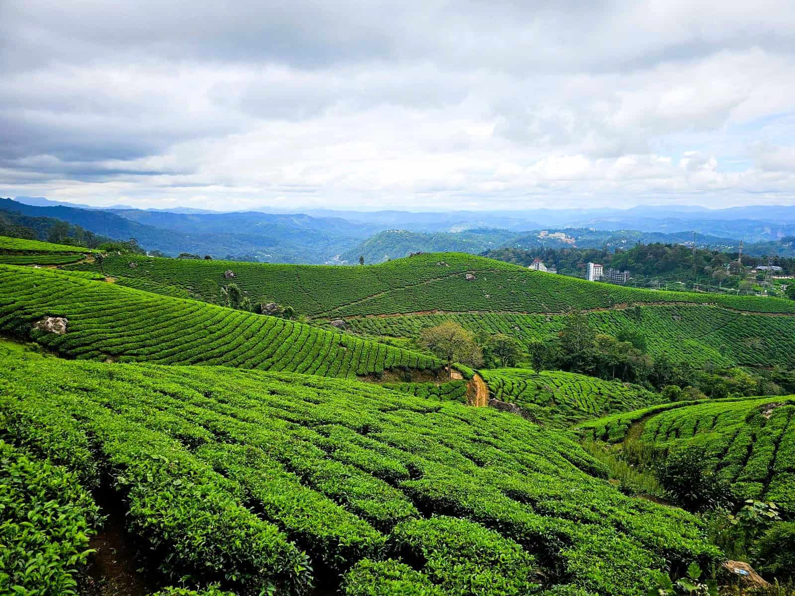 Munnar to Thekkady in 6 nights: 3 Very Different Kerala Stays