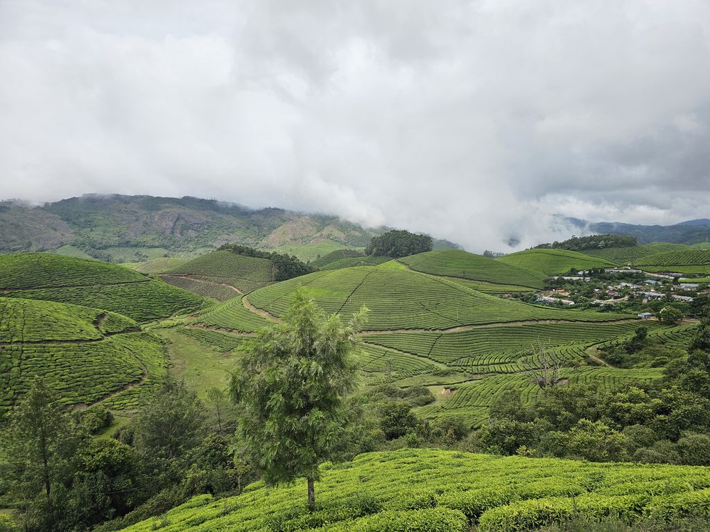 rolling tea plantations as the mist rolls in at Munnar