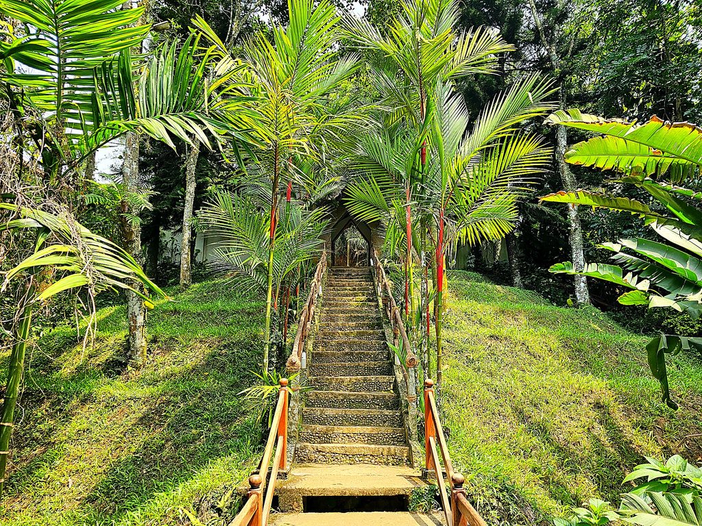 shows steps leading up a grassy bank, lined with palm trees at Amritara Shalimar Spice Garden Resort & Spa