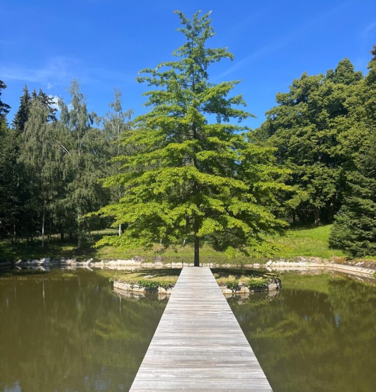 Svata Katerina Review: A Forest Wellness Retreat in the Czech Republic