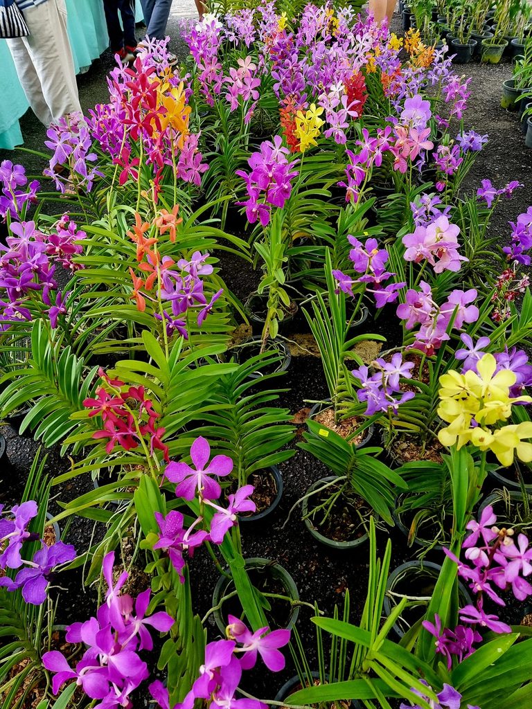 Penang Orchid Festival