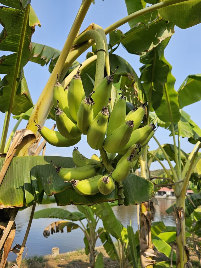 bananas