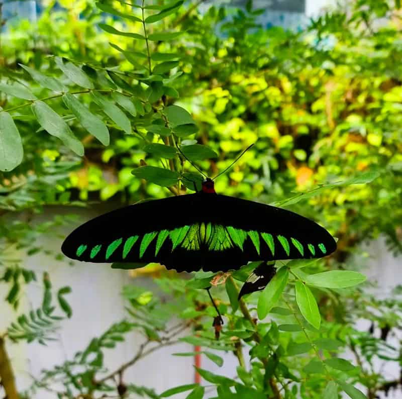 a black and green butterfly