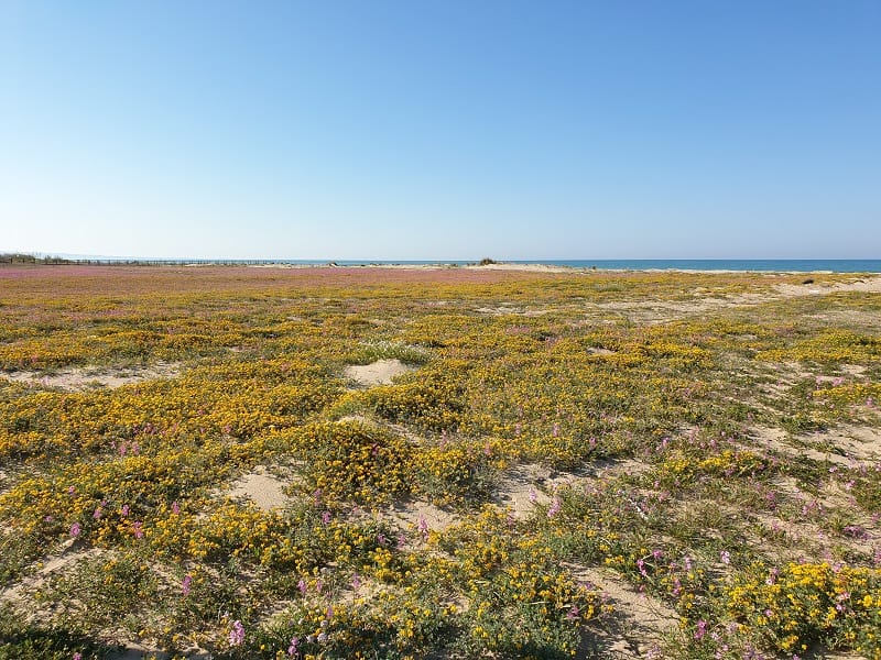 a mass of yellow spring flowers on the sandy dunes