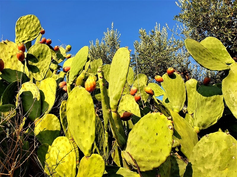 Prickly pears growing in the sun with olive trees in the distance 