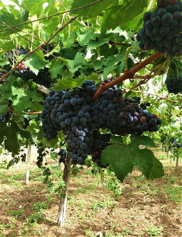 Grapes on a vine 