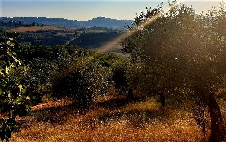 Olive trees on a hill with the midday sun shining down 