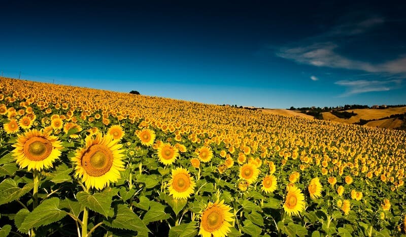 a field of bright yellow sunflowers