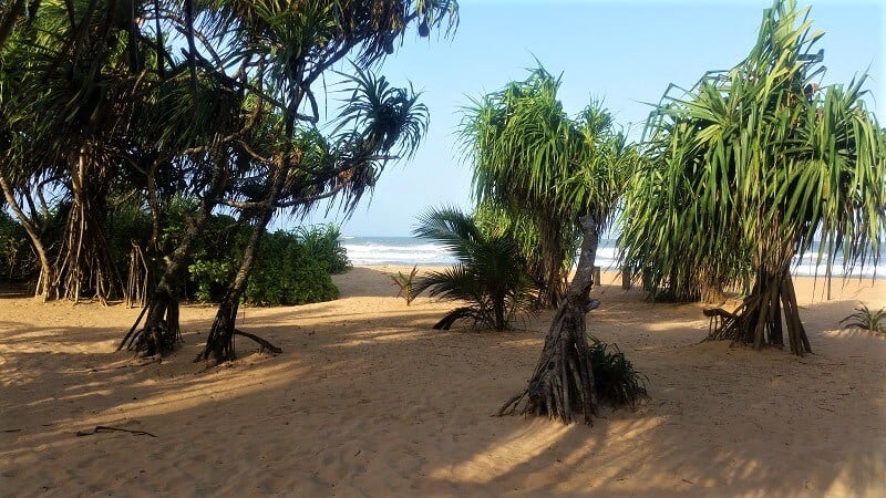 Looking through palm trees to a deserted sandy beach 