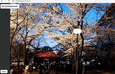 A postcard shot of cherry blossom. 