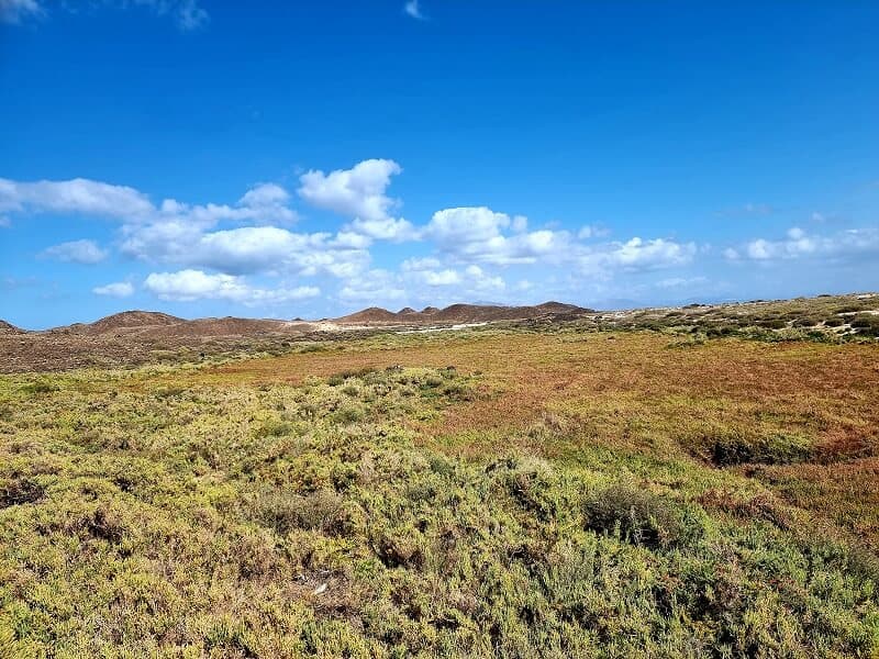 Green plants on Lobos