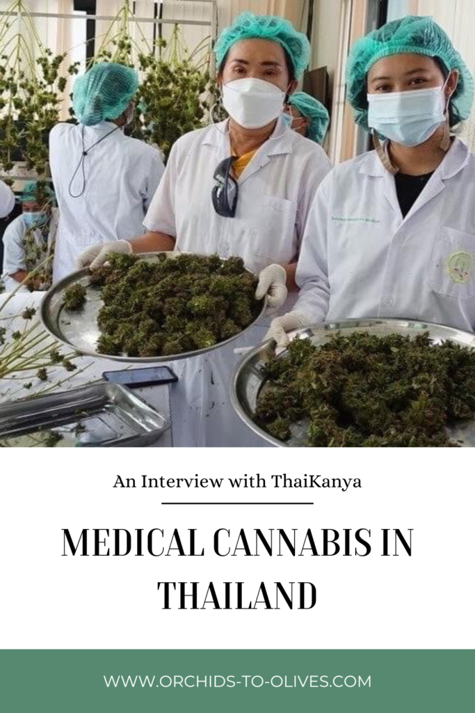 A Pinterest with the image of two women in white coats, masks and head protector holding large trays of cannabis with the title An Interview with ThaiKanya Medical Cannabis in Thailand  