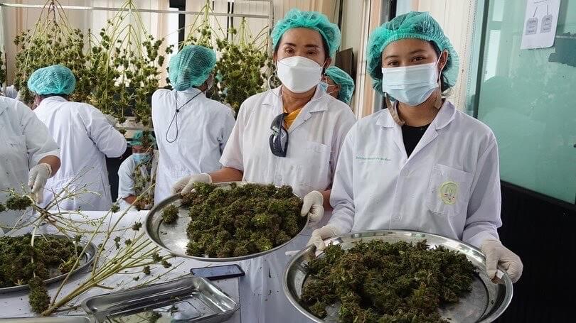 Women holding trays of cannabis from ThaiKanya 