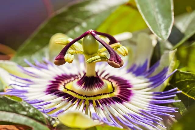 passion flower image